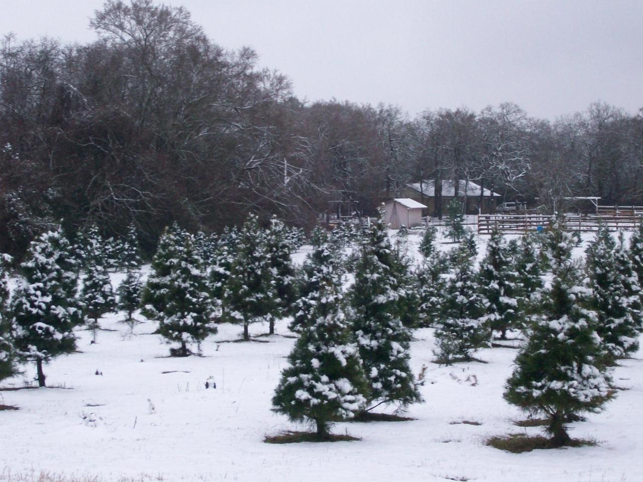 Kelumac Christmas Tree Farm B&B Bryan Luaran gambar