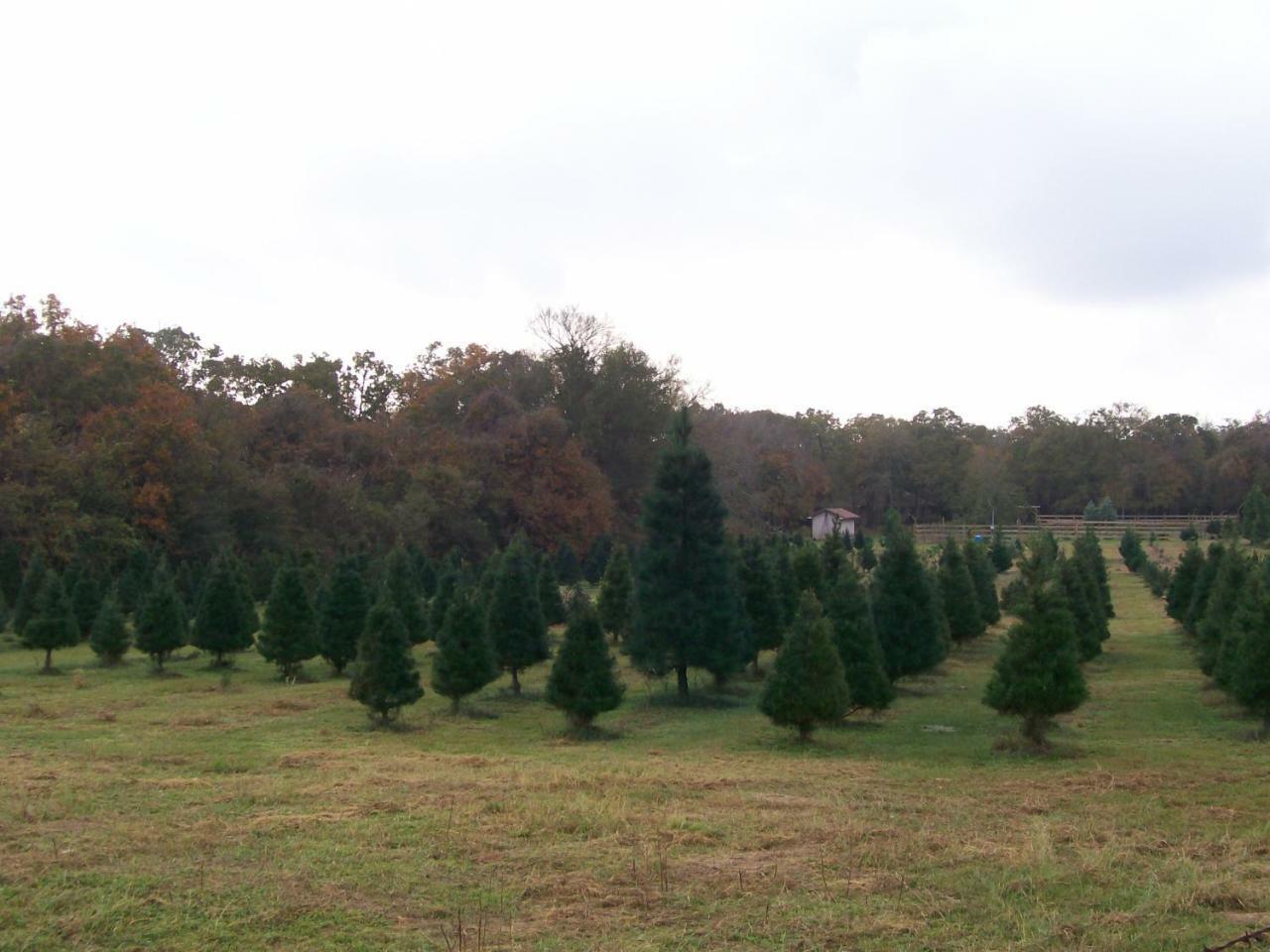 Kelumac Christmas Tree Farm B&B Bryan Luaran gambar
