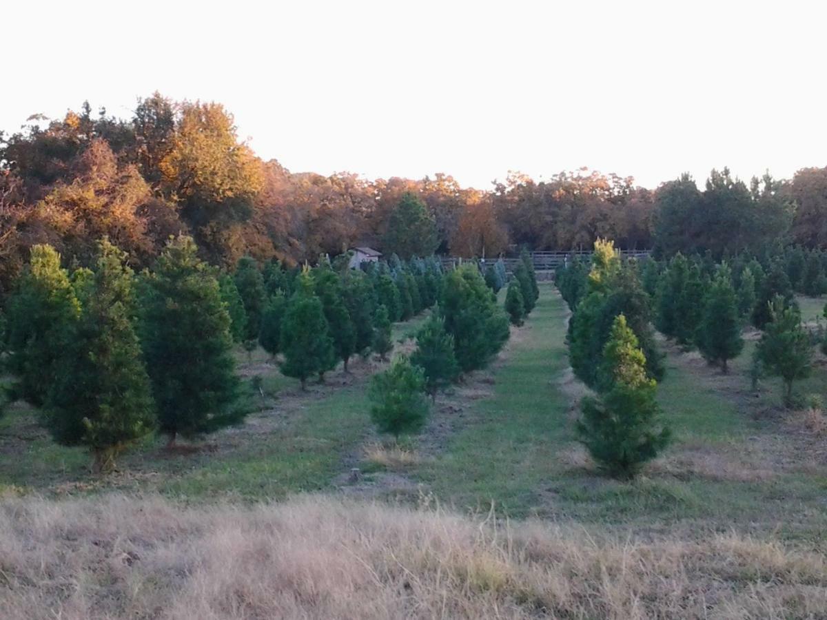 Kelumac Christmas Tree Farm B&B Bryan Luaran gambar